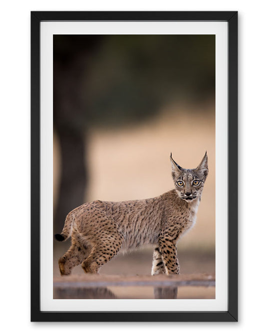 Mountain Cat Europe - Premium Paper