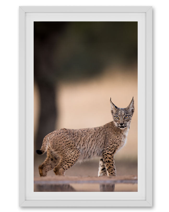 Mountain Cat Europe - Premium Paper