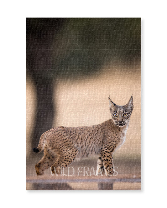 Mountain Cat - Canvas