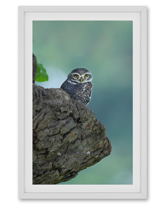 Watch – Owl Portrait Canvas for Minimal,  Mindful Interiors
