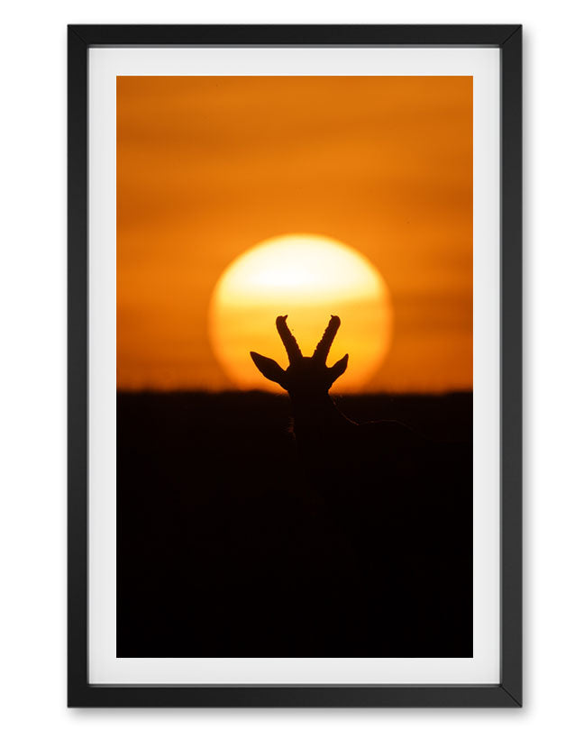 Sunset crown in the wild - premium paper wall art