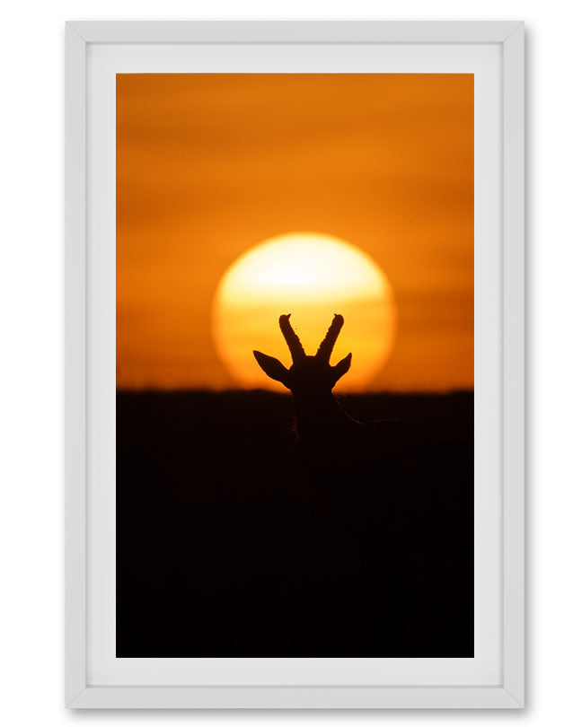 Sunset crown in the wild - premium paper wall art
