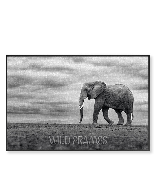 Single Elephant Black and White - Canvas