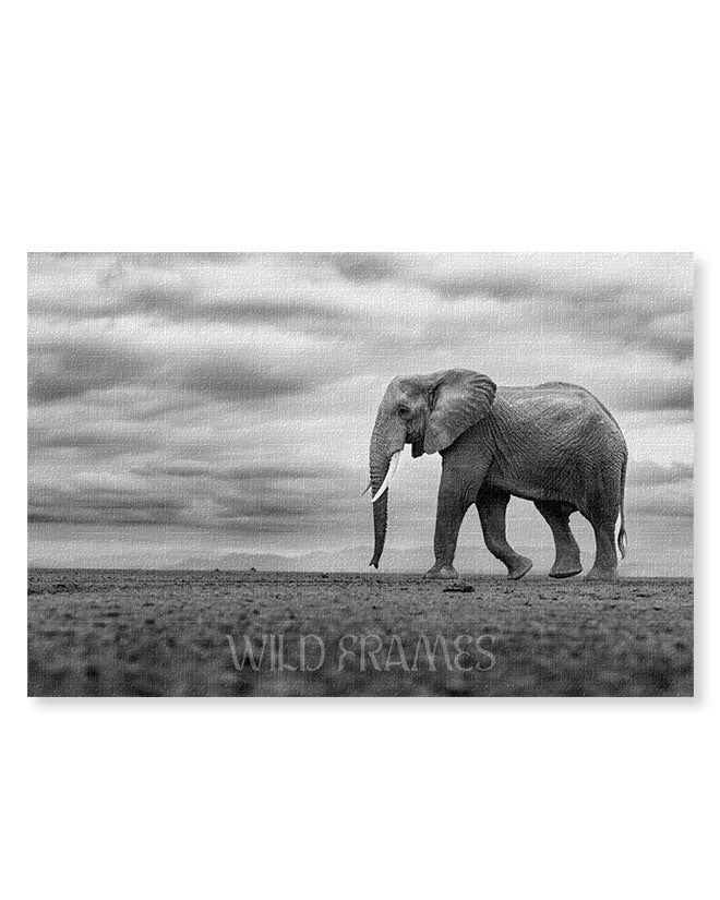 Single Elephant Black and White - Canvas