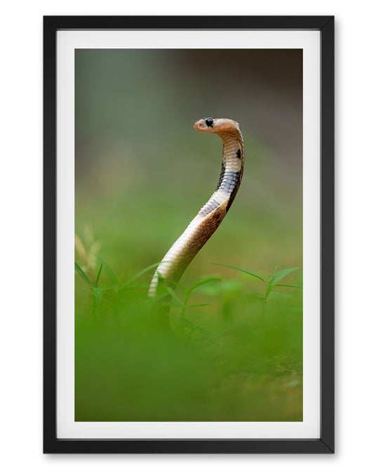 Snake Hissing Side India - Premium Paper