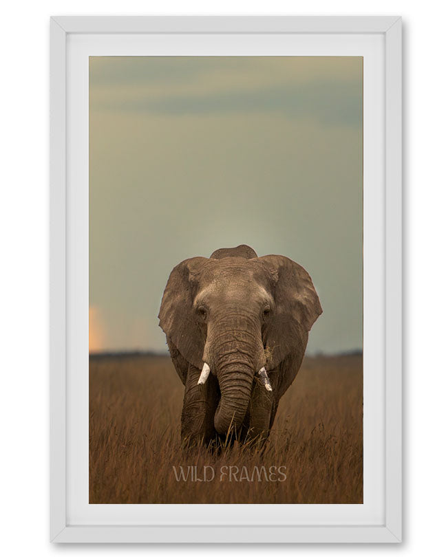 Soul of the Soil – Sustainable Elephant Canvas  Frame