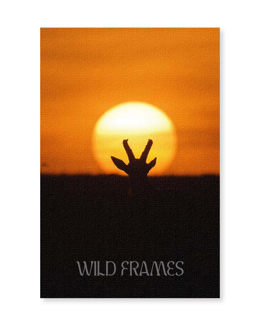Sunset crown in the wild - canvas wall art