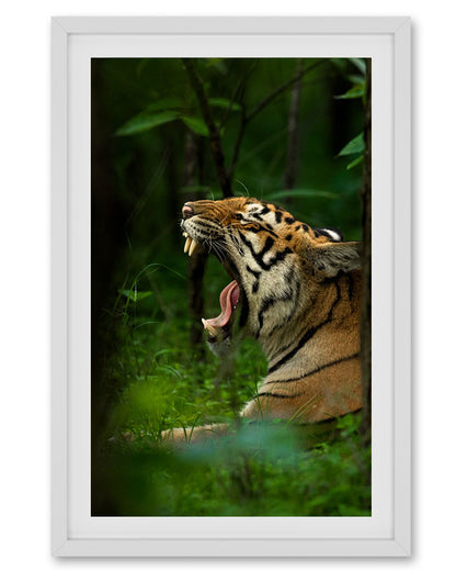 Reign – Tiger Canvas Wall Art for Bold Interior  Spaces