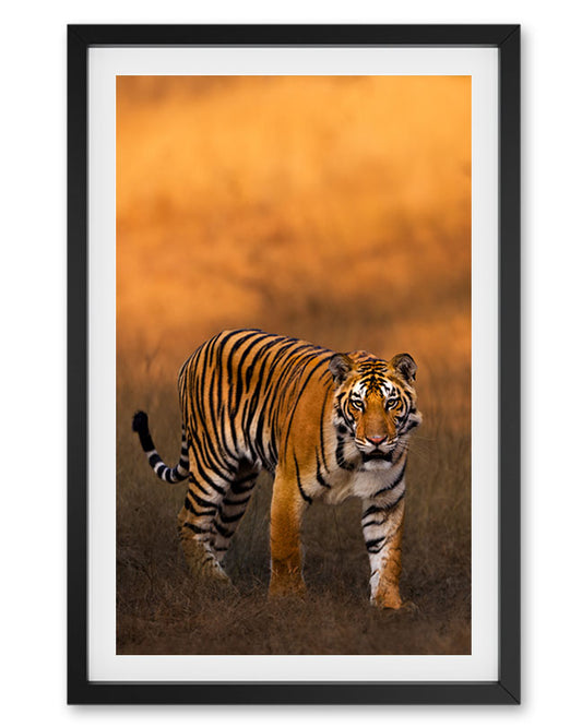 Tiger Warm India - Premium Paper