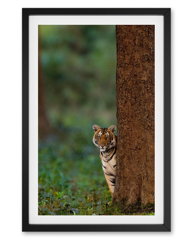 Tiger Cub Looking Like Shammi India - Premium Paper