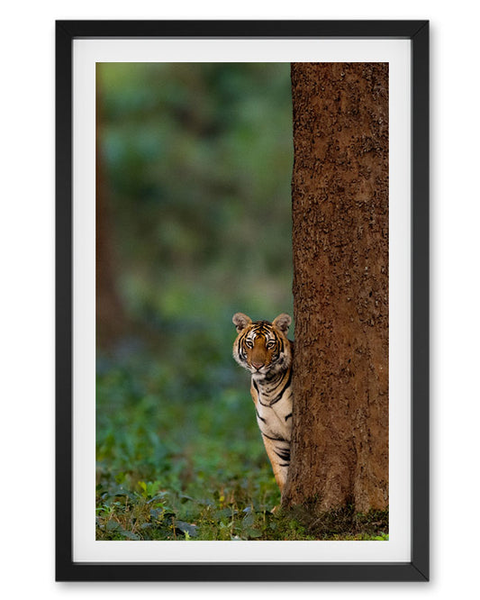 Tiger Cub Looking Like Shammi India - Premium Paper