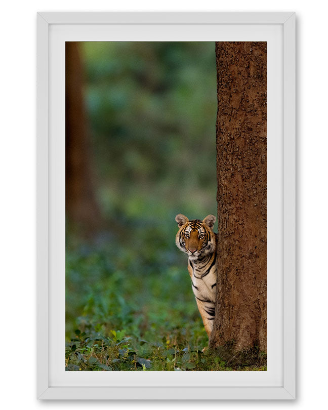Tiger Cub Looking Like Shammi India - Premium Paper