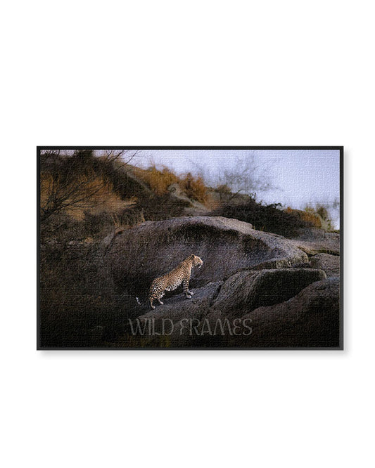 Tiger On Rock - Canvas