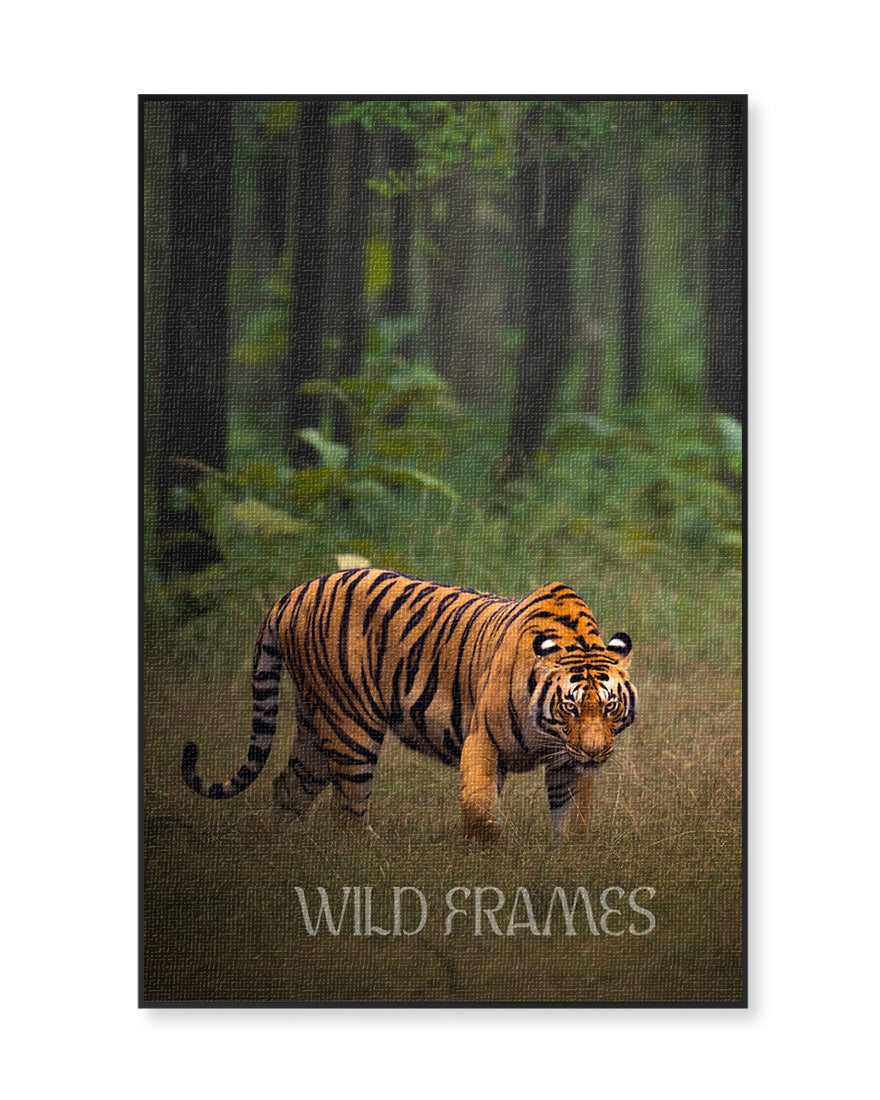 Stride – Framed Tiger Canvas for Statement  Interiors