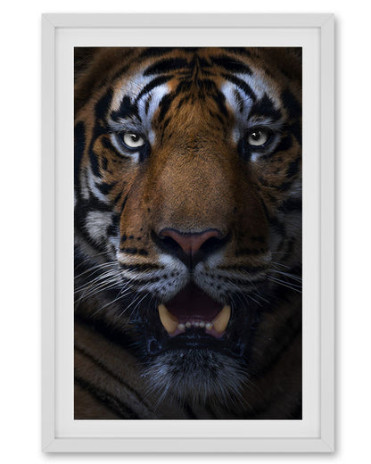 Gaze – Tiger Close-Up premium paper for Bold Interior  Design
