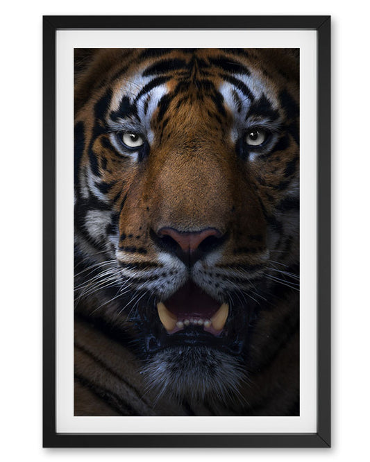 Gaze – Tiger Close-Up premium paper for Bold Interior  Design