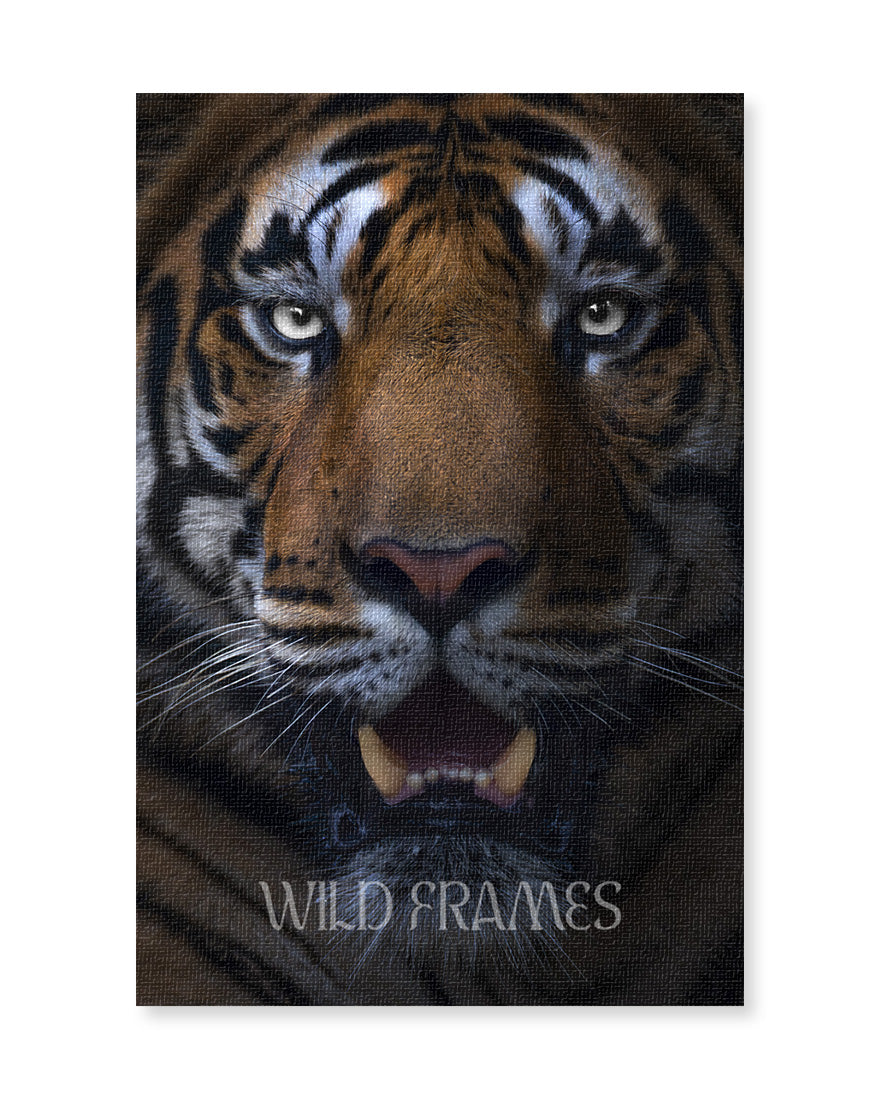 Gaze – Tiger Close-Up Canvas for Bold Interior  Design