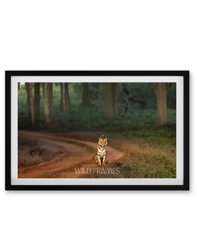 Royal Pause – A Tiger’s Watchful Moment on a  Jungle Path - Canvas Wall art