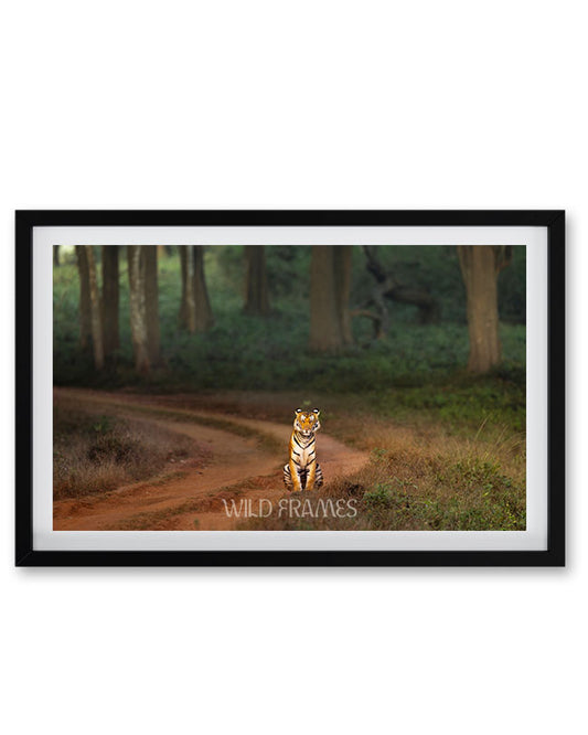 Tiger in Mistery place India - Premium Paper