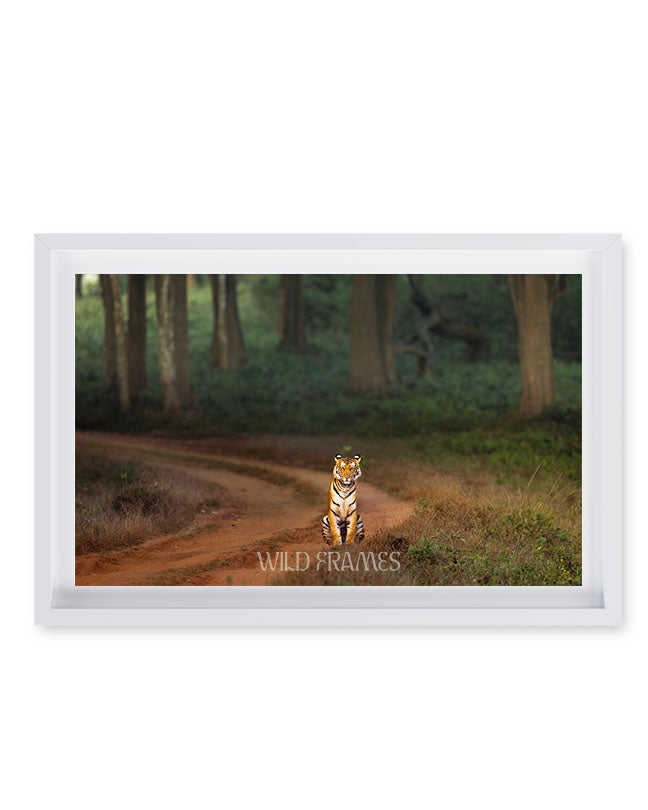 Royal Pause – A Tiger’s Watchful Moment on a  Jungle Path - Canvas Wall art