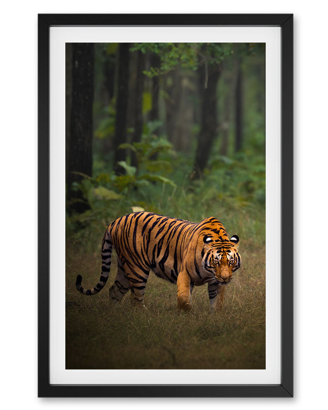 Tiger in The Woods India - Premium Paper