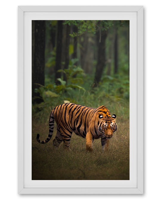 Tiger in The Woods India - Premium Paper