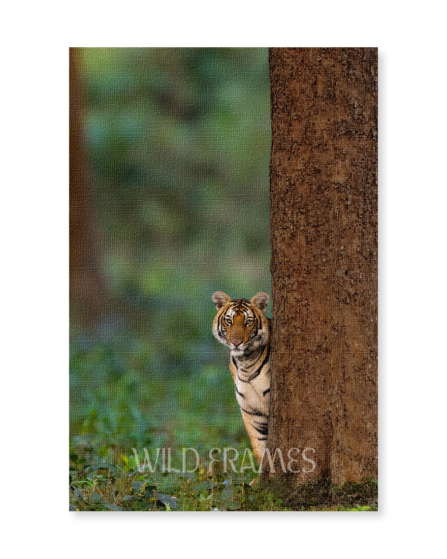 Tiger Shammi - Canvas