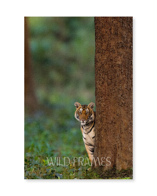 Tiger Shammi - Canvas