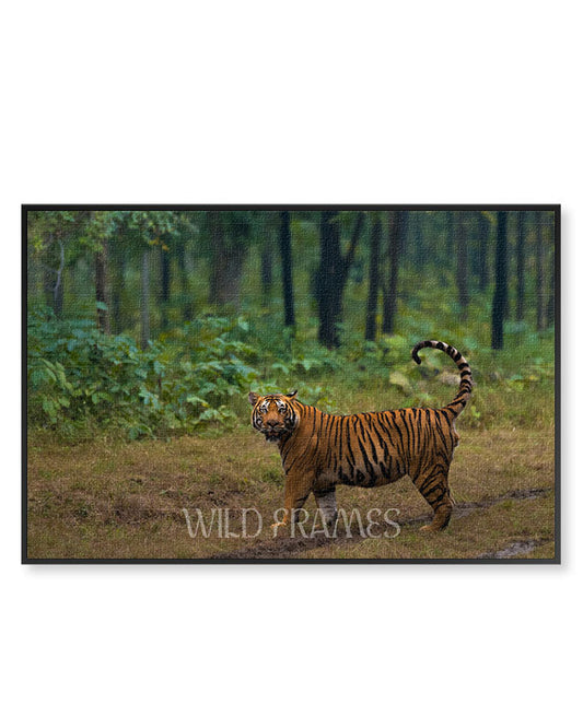 Tiger Standing Tail Up - Canvas