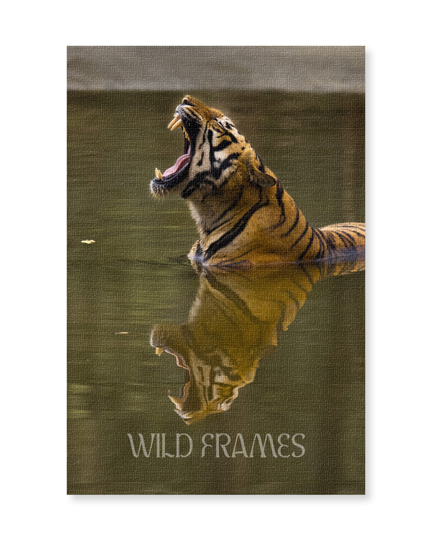 Tiger Yawning in Water - Canvas