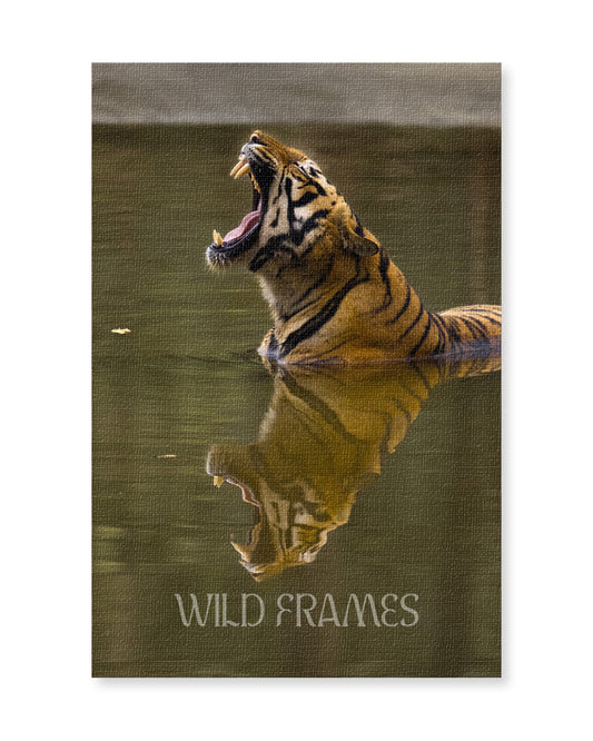 Tiger Yawning in Water - Canvas