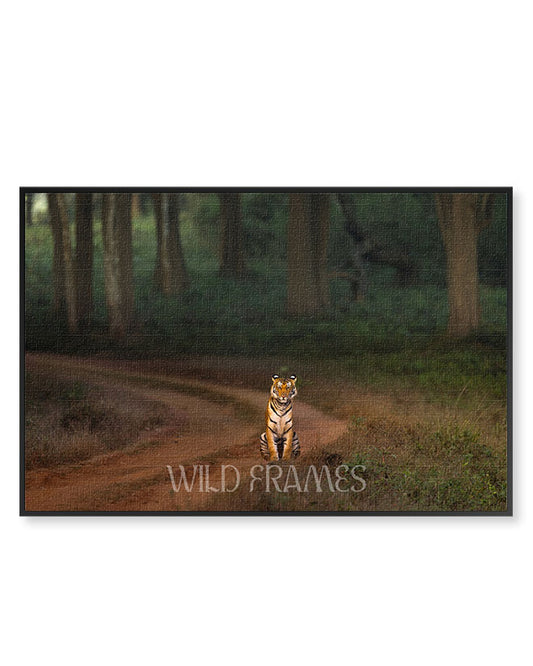 Royal Pause – A Tiger’s Watchful Moment on a  Jungle Path-canvas wall art