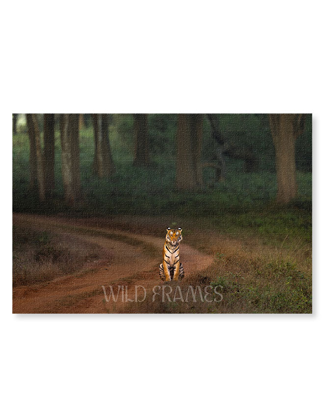 Royal Pause – A Tiger’s Watchful Moment on a  Jungle Path-canvas wall art