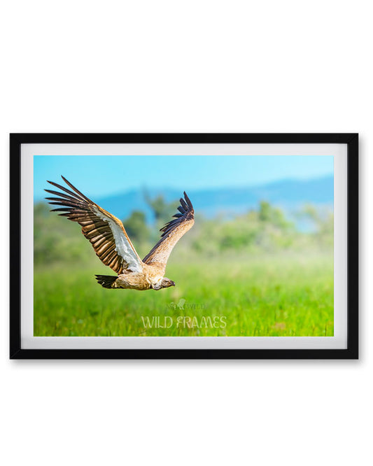 Vulture in Flight - Premium Paper