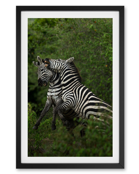 Zeebras Playing - Premium Paper