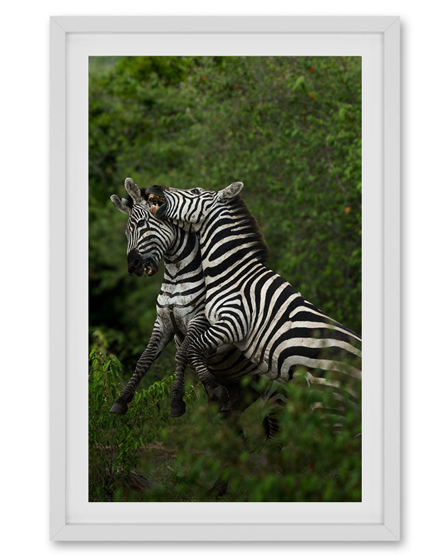 Zeebras Playing - Premium Paper