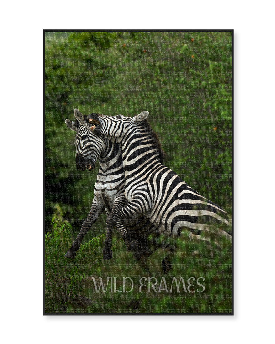 Zeebras Playing - Canvas