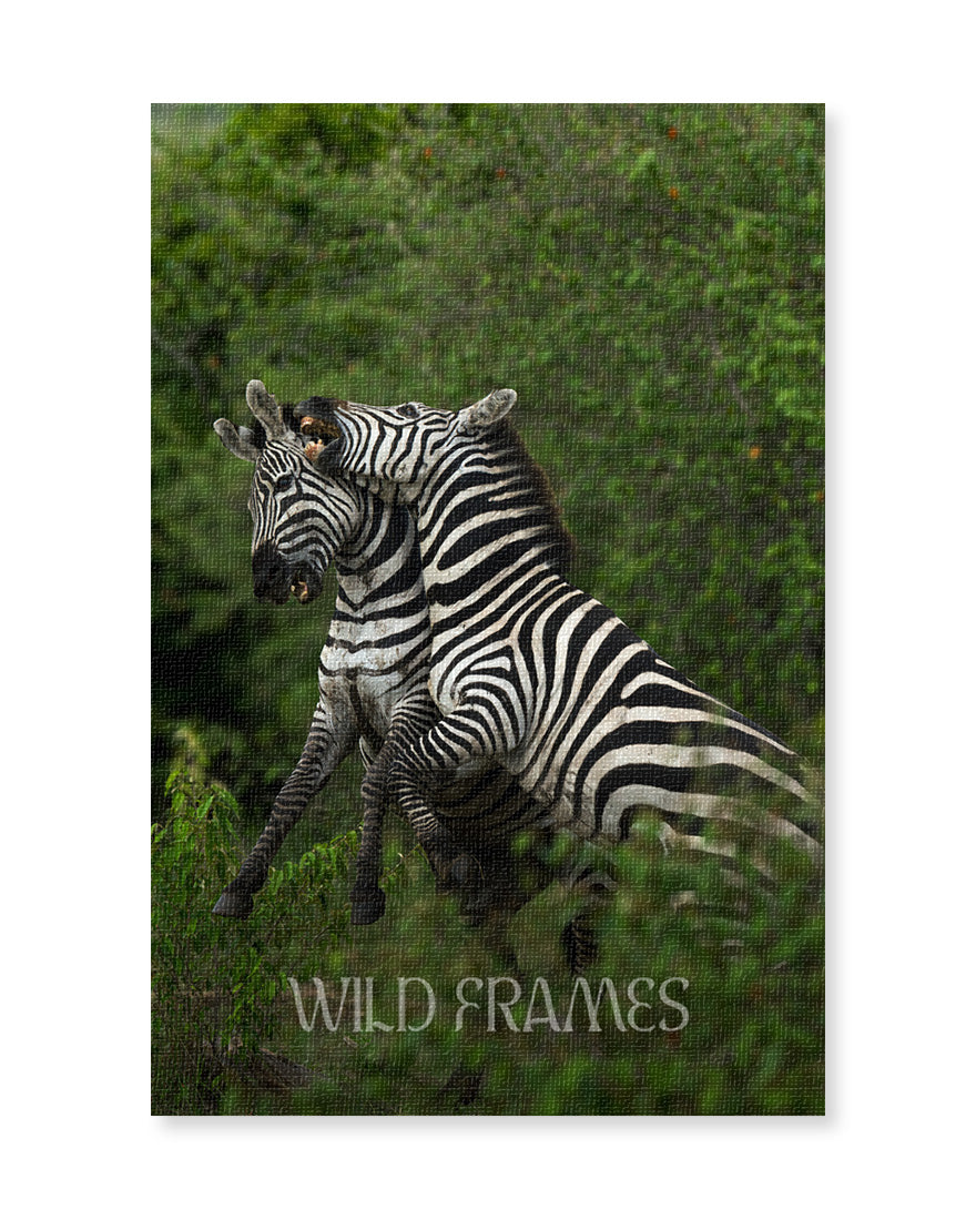 Zeebras Playing - Canvas