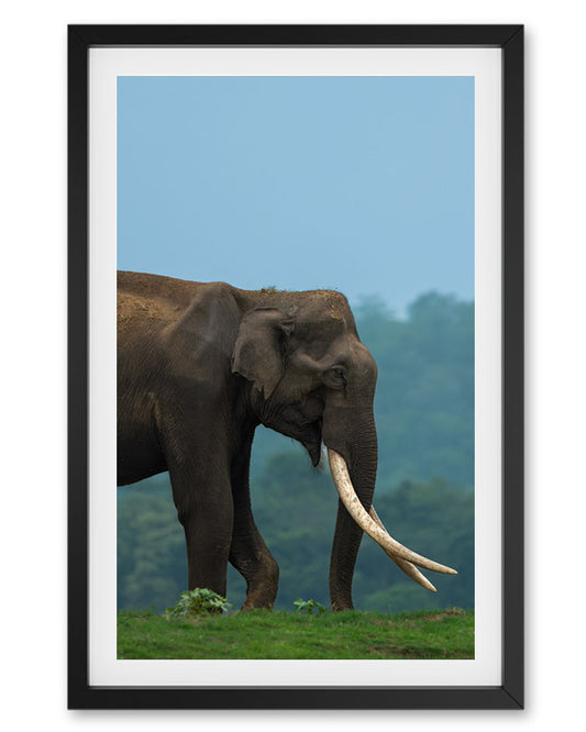 Elephant Large Tusks India - Premium Paper