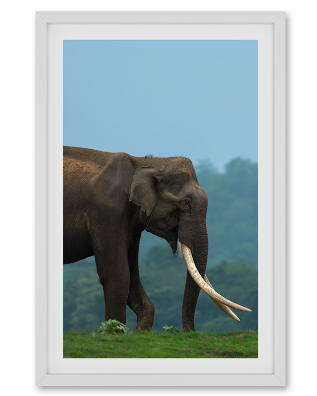 Elephant Large Tusks India - Premium Paper