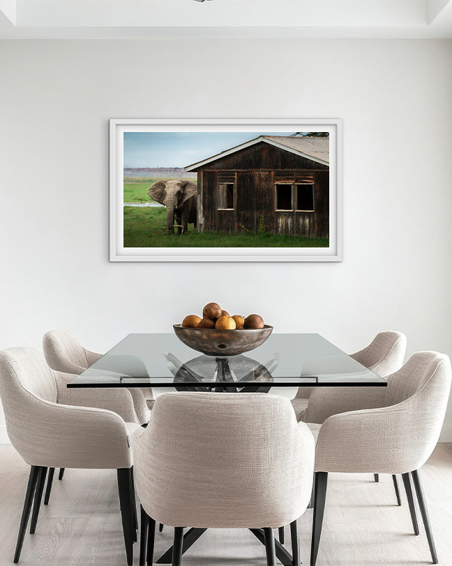 Elephant Encounter – Nature at Your Doorstep