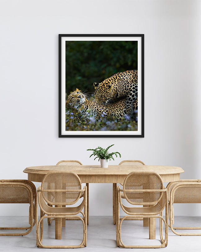 Leopard love India - Premium Paper
