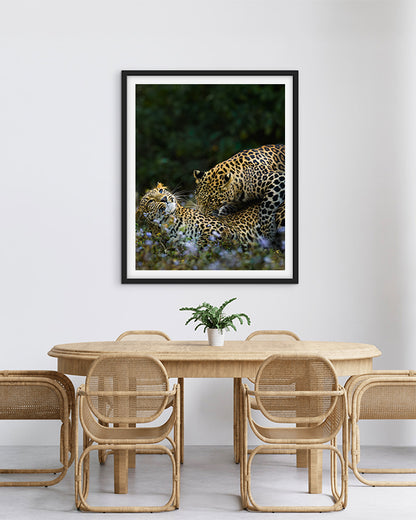 Leopard love India - Premium Paper