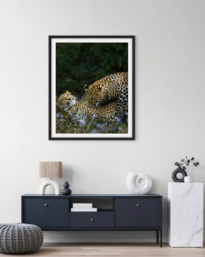 Leopard love India - Premium Paper