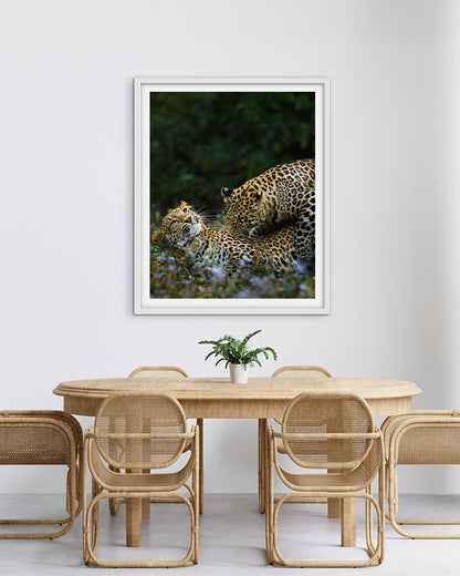 Leopard love India - Premium Paper
