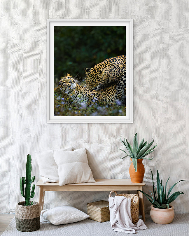 Leopard love India - Premium Paper