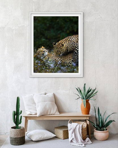 Leopard love India - Premium Paper
