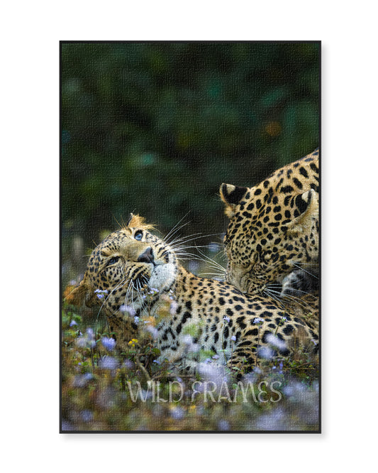 Leopard Playing in Feild - Canvas