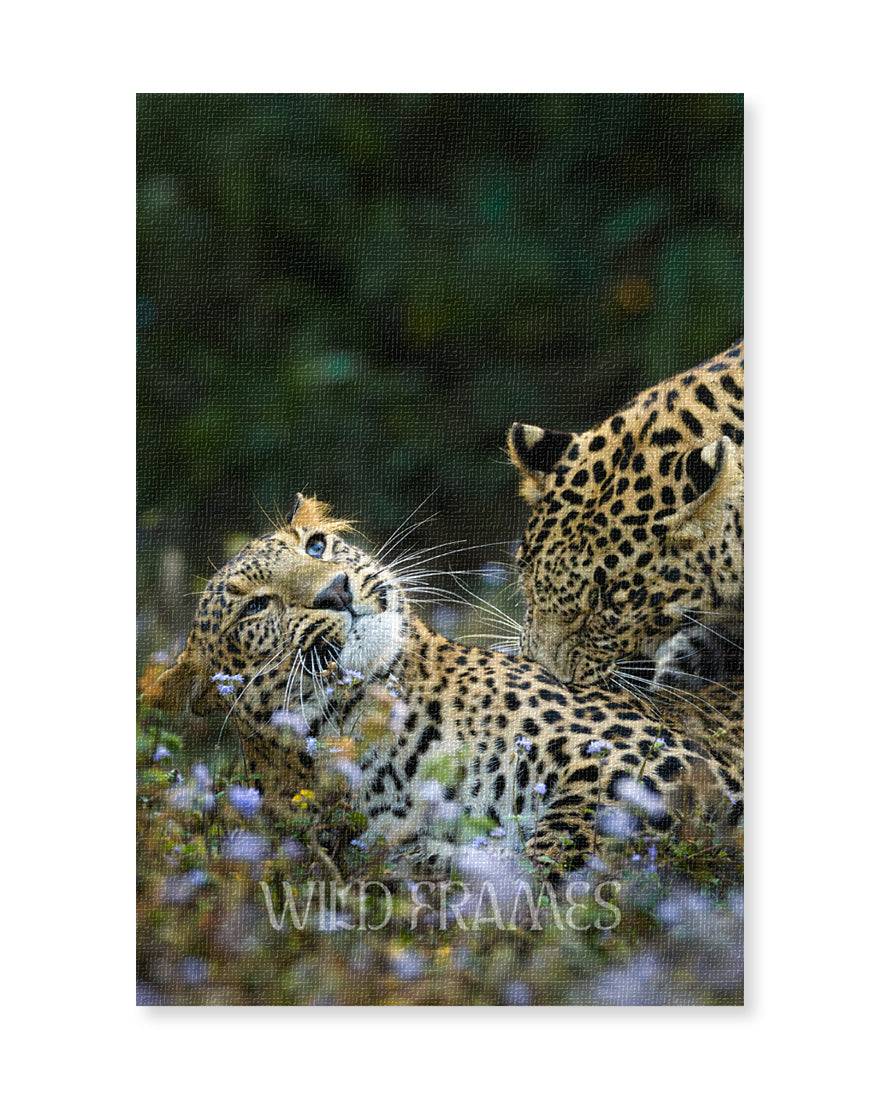 Leopard Playing in Feild - Canvas