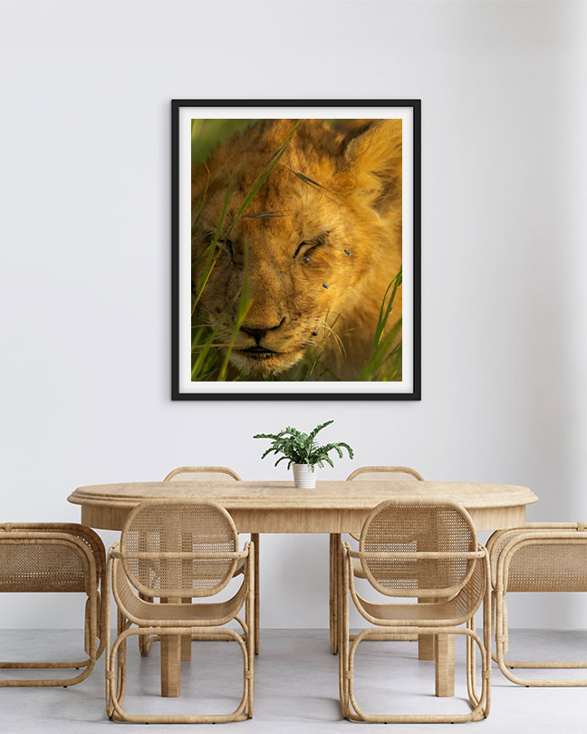 Lion Cub and Flies India - Premium Paper